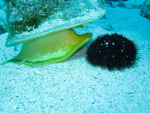 Conch attacking a sea urchin